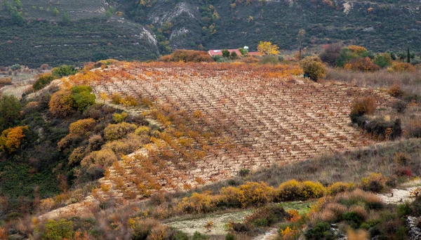 Droge Wijngaarden Het Najaar Paphos Cyprus — Stockfoto
