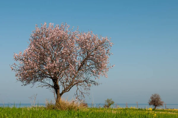 Samotny Migdałowy Drzewo Kwiat Wiosna Zielony Pole Błękitny Niebo Pafos — Zdjęcie stockowe