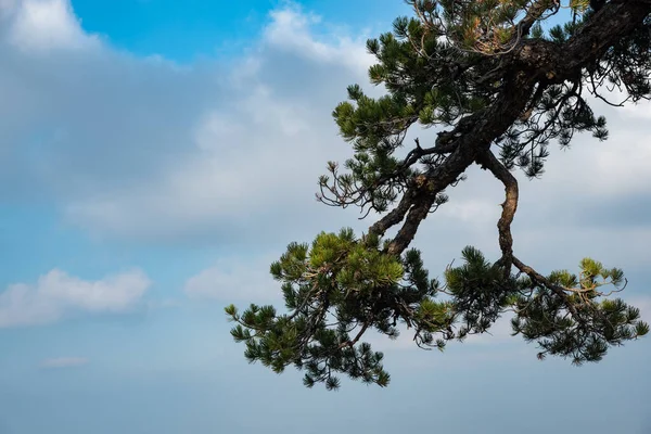 Lonely Forest Pine Tree Cloudy Sky Forest Copy Space Text — Stock Photo, Image