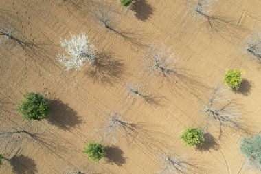 Badem ağaçlarının bahar mevsiminde beyaz çiçeklerle kaplı drone manzarası. Üst manzara, İHA manzara manzarası.