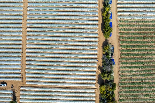 野菜や果物の成長の透明なフィルムで覆われた行の温室の空中ドローンビュー 食料栽培農業 バイオ製品 パラリンニ キプロス — ストック写真