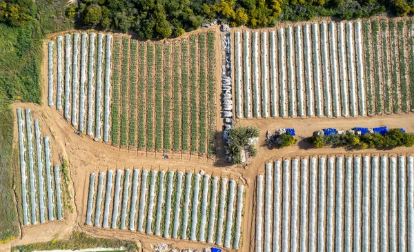 野菜や果物の成長の透明なフィルムで覆われた行の温室の空中ドローンビュー 食料栽培農業 バイオ製品 パラリンニ キプロス — ストック写真