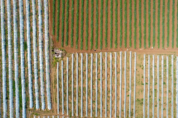 Αεροφωτογραφία Κηφήνας Θερμοκήπια Στη Σειρά Καλυμμένα Διάφανη Μεμβράνη Καλλιέργειας Λαχανικών — Φωτογραφία Αρχείου
