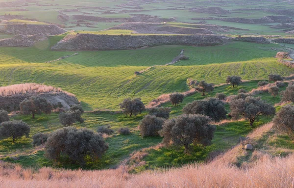 Gün Doğumunda Tarım Arazisi Tarlaları Yeşil Çayır Arazisi — Stok fotoğraf
