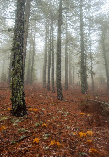 Niebla Bosque Otoño Luz Brillante Mañana Tranquilo Sereno Troodos Mountains —  Fotos de Stock