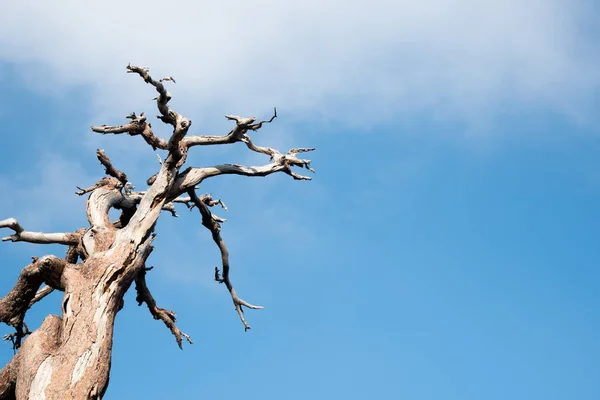 Martwe Suche Drzewo Bezlistnymi Gałęziami Przeciwko Błękitnemu Bezchmurnemu Niebu Przestrzenią — Zdjęcie stockowe