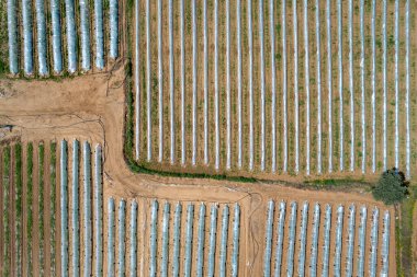 Arka arkaya seraların hava aracı görüntüsü, sebze ve meyve yetiştiren şeffaf bir film ile kaplı. Gıda ekimi, biyolojik ürünler. Kıbrıs Rum Kesimi