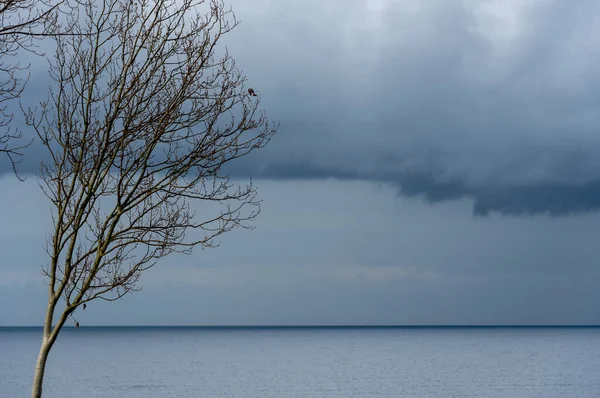海滩上孤独无叶的干枯树 海洋中冬季的暴风雨云 多云的冬季雨天 — 图库照片