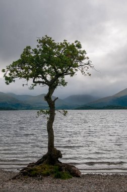 Gün batımında gölün kenarında yapayalnız bir ağaç. Bulutlu, fırtınalı gökyüzü. Longexposure, Lomond Gölü İskoçya.