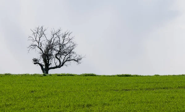 曇りの日に緑の牧草地で孤独な木の風景 — ストック写真