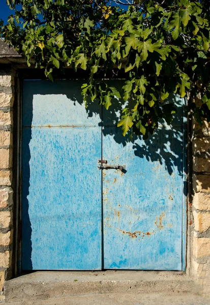 Blue Metal Closed Door Entrance House Fig Tree Home Facade — Stock Photo, Image