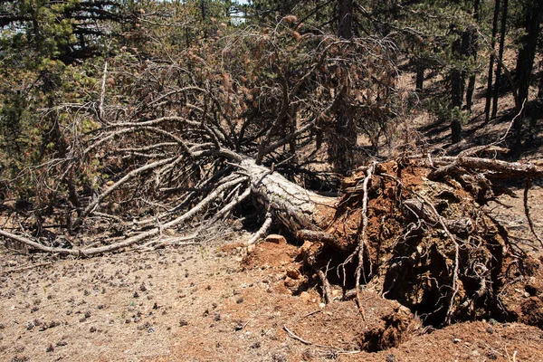 Duża Upadła Sosna Środku Wiecznie Zielonego Lasu — Zdjęcie stockowe