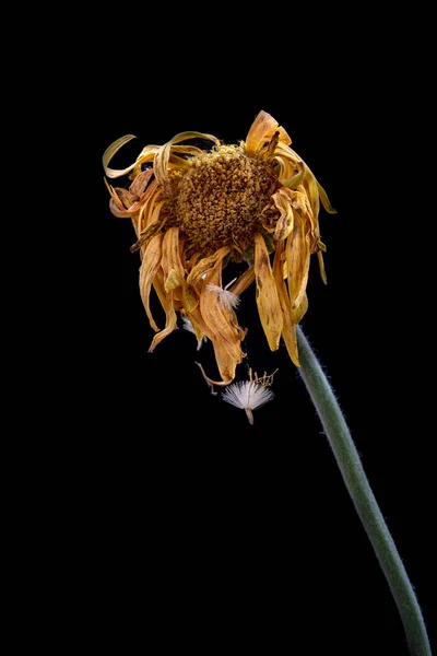 Yellow Dahlia Withered Flower Isolated Black Background Concept Nostalgia Melancholy — Stock Photo, Image