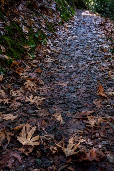 秋天森林里的自然小径 户外远足径 — 图库照片