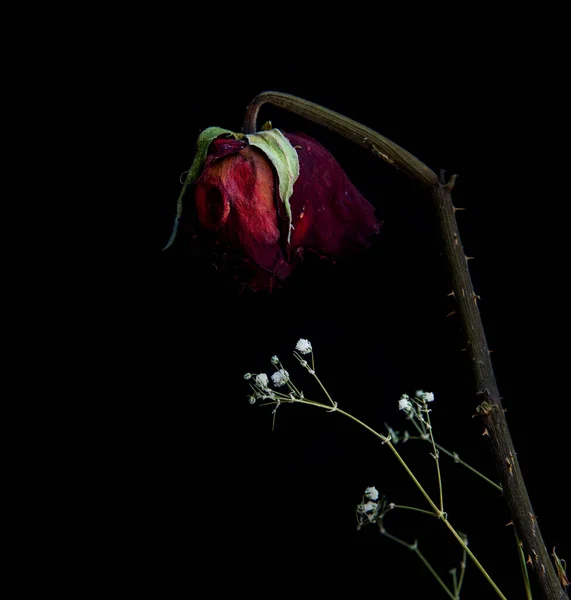 枯萎的红玫瑰花在黑色的背景上 枯死的没有生命的花朵 悲伤和沮丧 免版税图库照片