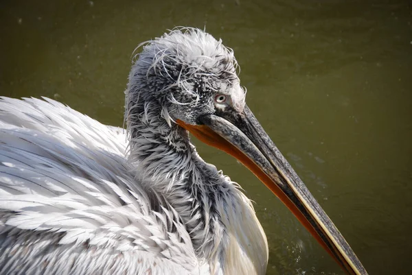 Nahaufnahme Porträt Eines Schönen Weißen Pelikanvogels See — Stockfoto