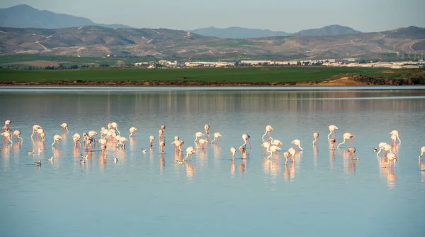 Grupo Belos Pássaros Flamingo Com Reflexos Caminhando Lago Sal Larnaca — Fotografia de Stock