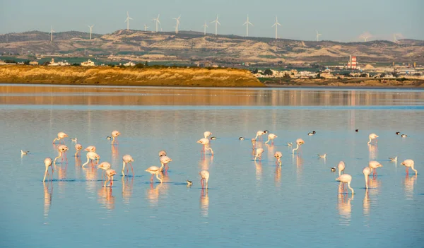 Группа Красивых Птиц Фламинго Закате Отражениями Прогулка Соленому Озеру Ларнака — стоковое фото