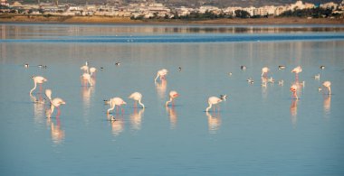 Yansımaları, Larnaka Tuz Gölü Kıbrıs'ta, yürüyüş ile güzel flamingo kuşların grup.