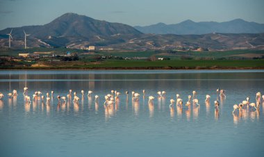Yansımaları, Larnaka Tuz Gölü Kıbrıs'ta, yürüyüş ile güzel flamingo kuşların grup.