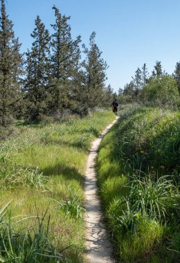 Dışarıda yürüyen genç bir kadın. Sağlıklı bir yaşam tarzı. Doğa yürüyüşü ve egzersizi.