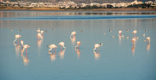 Grupo Hermosas Aves Flamencas Con Reflejos Caminando Lago Salado Larnaca — Foto de Stock