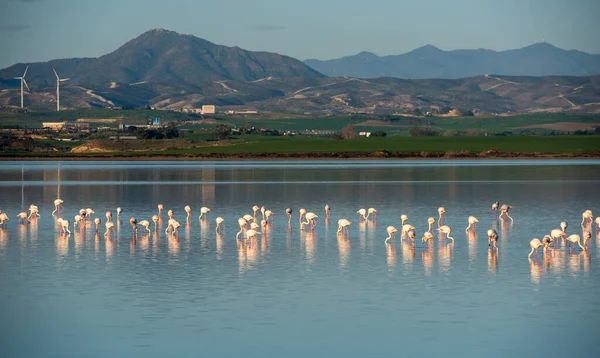 Kelompok Burung Flamingo Yang Indah Dengan Refleksi Berjalan Danau Garam — Stok Foto