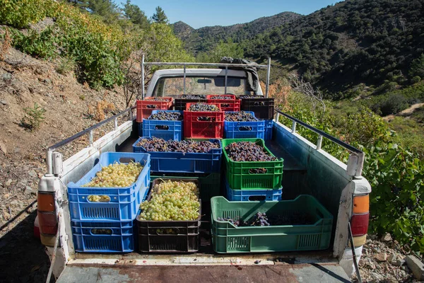Truck Carrying White Red Grapes Grape Harvesting Wine Making — Stock Photo, Image