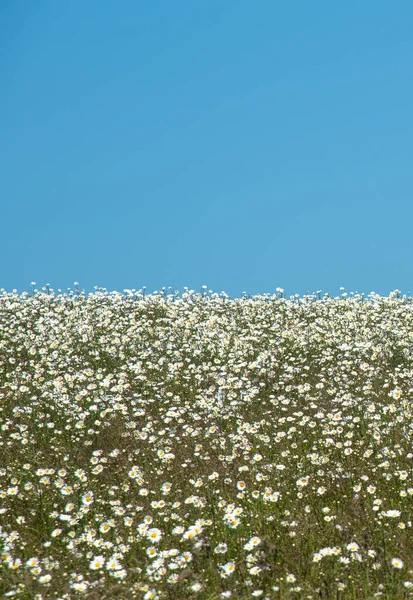 Margherite Camomilla Bianca Sfondo Cielo Blu Natura Tranquillità — Foto Stock
