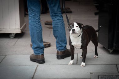 Dog buddy in the street looking at people. Domestic animals outdoor. people walking.