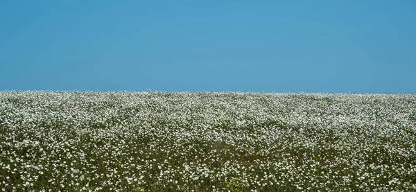 Mavi Gökyüzü Arka Planında Beyaz Papatyalar Doğa Manzarası Ngiltere — Stok fotoğraf
