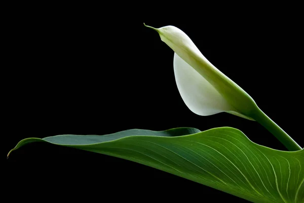 Calla Lily Květina Velikonoce Zelená Listová Izolovaných Černém Pozadí — Stock fotografie