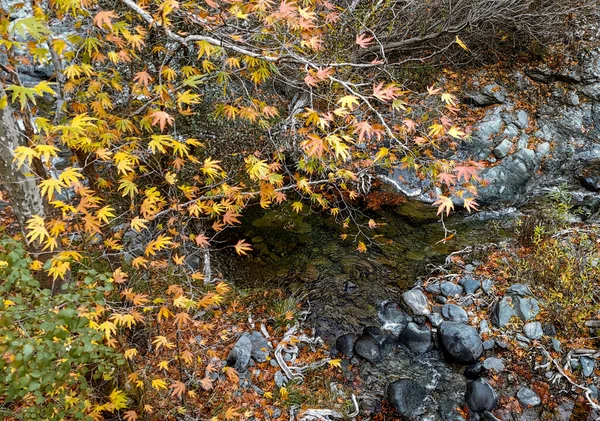 River Flowing Cliff Autumn Mable Leaves Tree Nature Landscape — Stock Photo, Image
