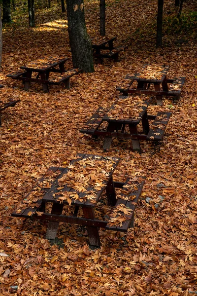 Herfst Landschap Met Bomen Bladeren Het Bos Grond Regen Bench — Stockfoto