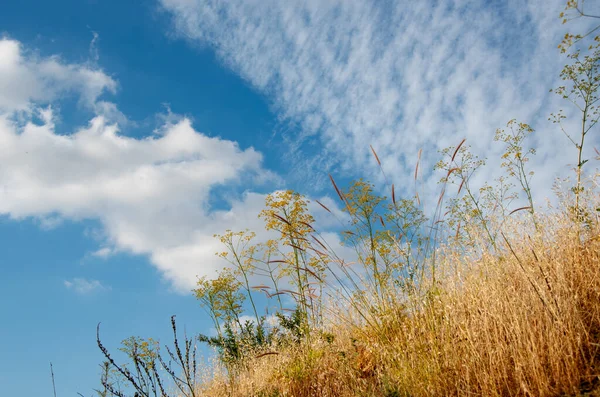 Yazın Bulutlu Gökyüzüne Karşı Kuru Bitkiler Sıcak Yaz Mevsiminde Doğa — Stok fotoğraf