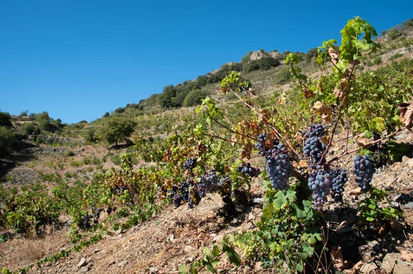Fresh Black Grapes Vineyard Ready Harvesting Fruit Red Wine — Stock Photo, Image