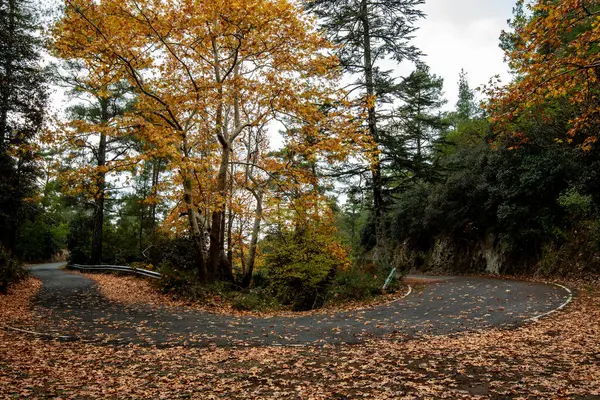 秋天的森林景观 黄树和空旷的弯道 Troodos山区塞浦路斯欧洲 — 图库照片