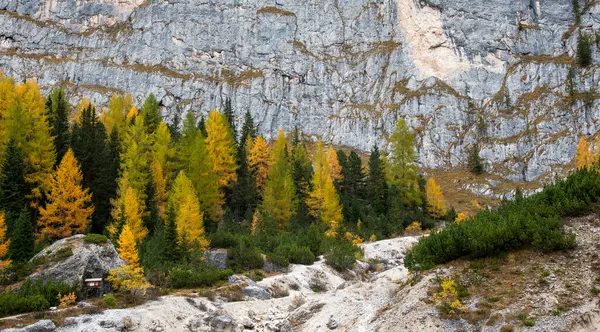 秋天的时候 岩石山的边缘上闪烁着拱形的树 森林中的自动景观 Dolomite Alps Cortina Dampezzo 意大利 — 图库照片