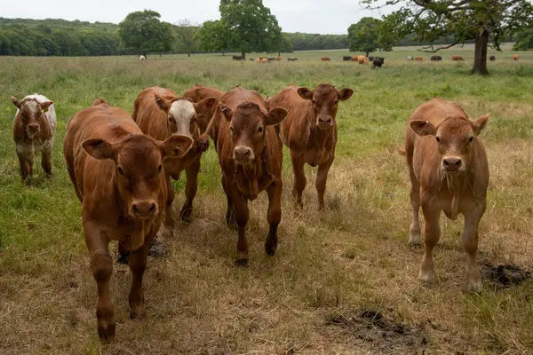 在室外农田里给家畜喂牛 英国联合王国 — 图库照片