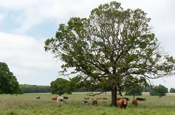 牛群在英国草原的户外放牧 英国联合王国 — 图库照片