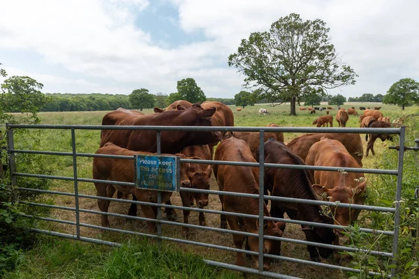 Корова Домашніх Тварин Пасовищах Трав Янистих Ферм Відкритому Повітрі Англія — стокове фото