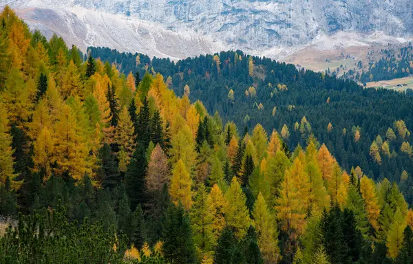 黄色的落叶松在岩石山边的森林里闪闪发光 意大利白云石阿尔卑斯山 — 图库照片