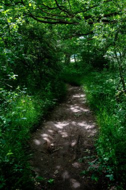 Doğada ormanda yürüyüş patikası var. Sağlıklı bir yaşam tarzı.