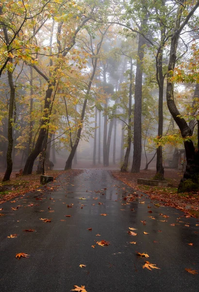 Sonbaharda Yağmur Sonrası Yapraklar Ağaçlarla Dolu Boş Bir Yol Ormanda — Stok fotoğraf