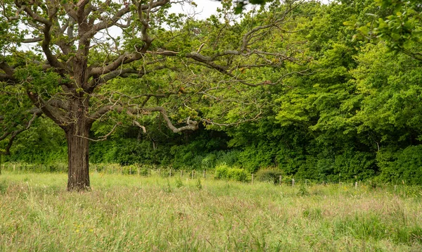 Grunty Rolne Zielonymi Drzewami Latem Użytki Zielone Zewnątrz Blean Lasy — Zdjęcie stockowe