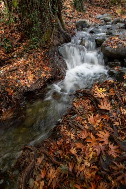 Nehir akıyor, yerde sarı sonbahar yaprakları var. Ormanda sonbahar manzarası. Kıbrıs Troodos