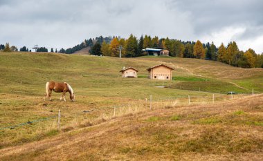 Güzel Alpe di siusi Seiser Alm 'in arazilerinde atlar dolomitlerde, Güney Tyrol, İtalya