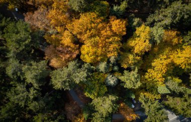 Sonbaharda yeşil ve sarı ağaçların insansız hava aracı görüntüsü. Orman manzarası. Troodos Dağları
