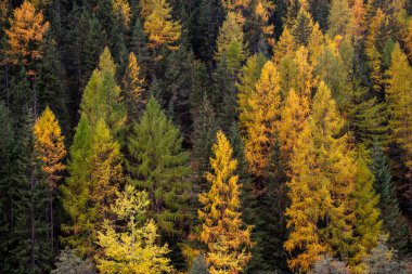Sonbaharda ormanın en iyi manzarası. Yeşil ve sarı çam ağacı. Doğa geçmişi. İtalyan Apls