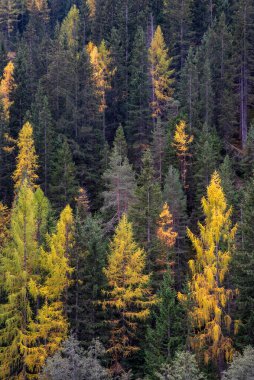 Sonbaharda ormanın en iyi manzarası. Yeşil ve sarı çam ağacı. Doğa geçmişi. İtalyan Apls